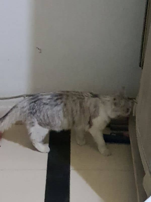 Abandoned Persian Cat 3