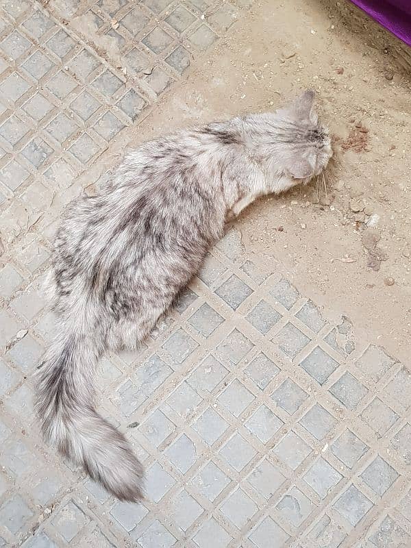 Abandoned Persian Cat 1