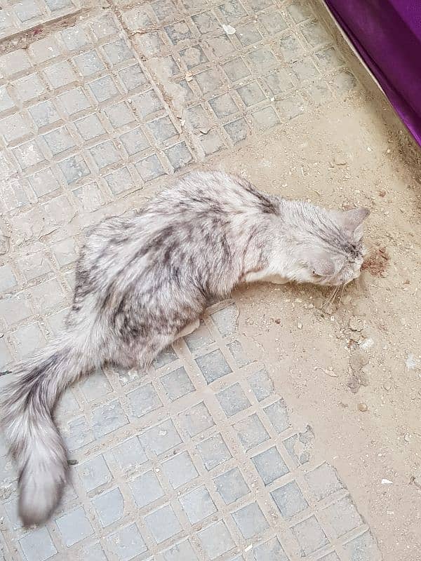 Abandoned Persian Cat 0