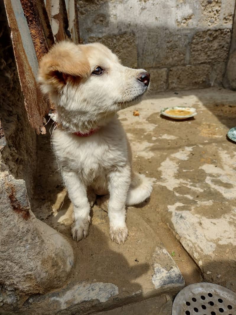 labrador cross female 0