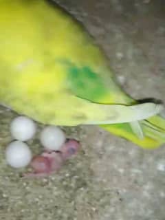 Budgies breeder Colony for sale