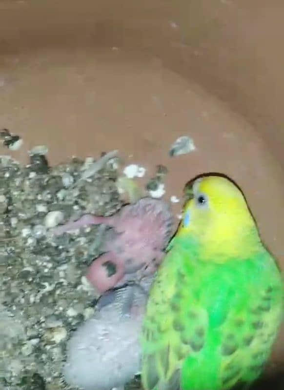 Budgies breeder Colony for sale 2