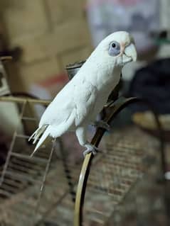 Female White Cockatoo     (Talking main ha).      (0332-0037723)