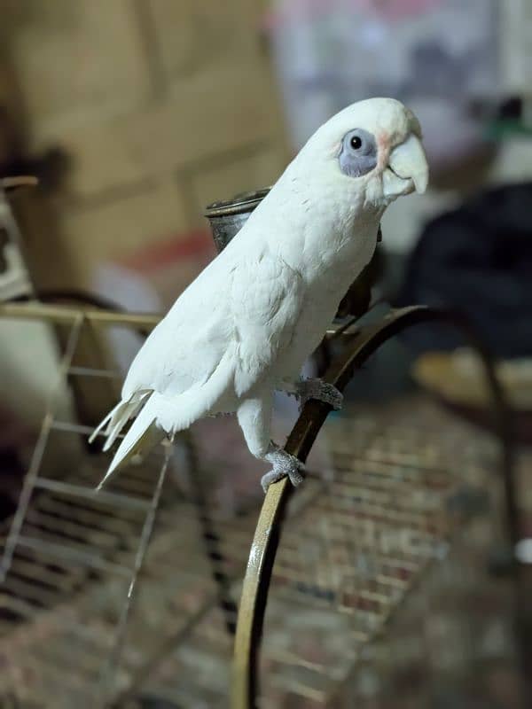 Female White Cockatoo     (Talking main ha).      (0332-0037723) 0