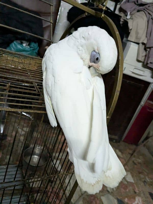 Female White Cockatoo     (Talking main ha).      (0332-0037723) 2