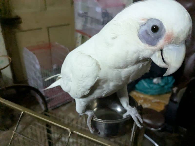 Female White Cockatoo     (Talking main ha).      (0332-0037723) 4