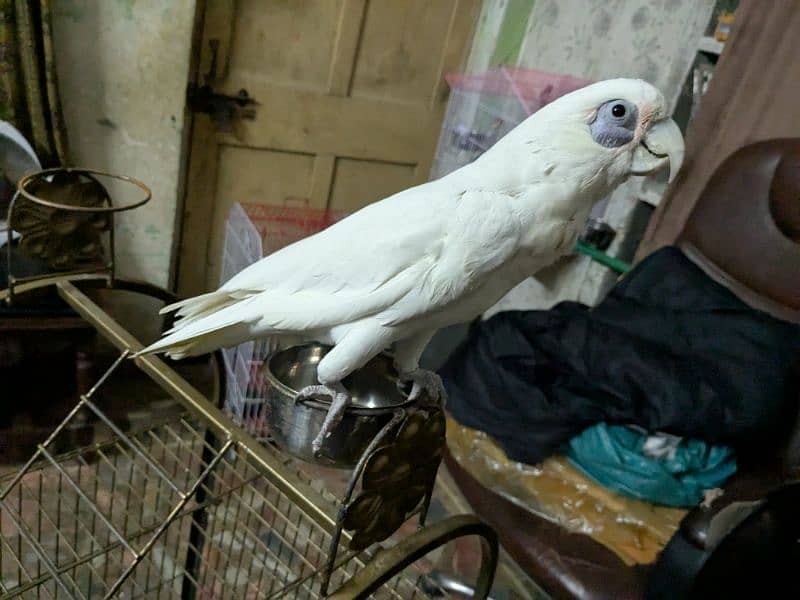 Female White Cockatoo     (Talking main ha).      (0332-0037723) 5