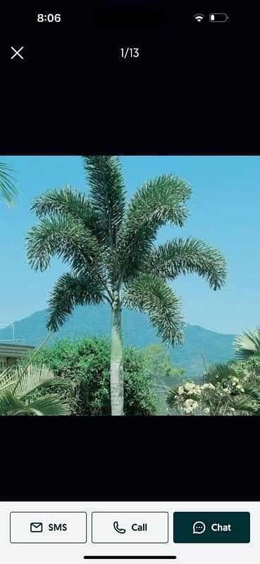 Foxtail Palm 3