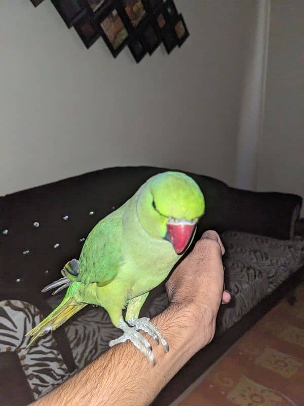 ringneck playfull male parrot 0