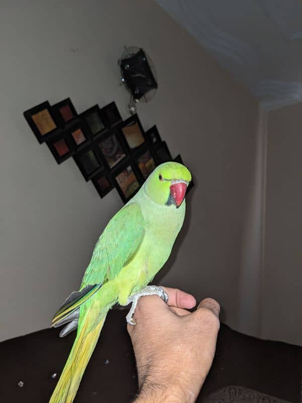 ringneck playfull male parrot 5