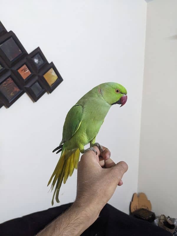 ringneck playfull male parrot 8