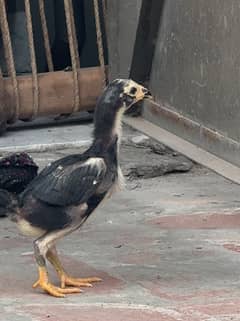 Pakoye chicks for sale  6000 per piece