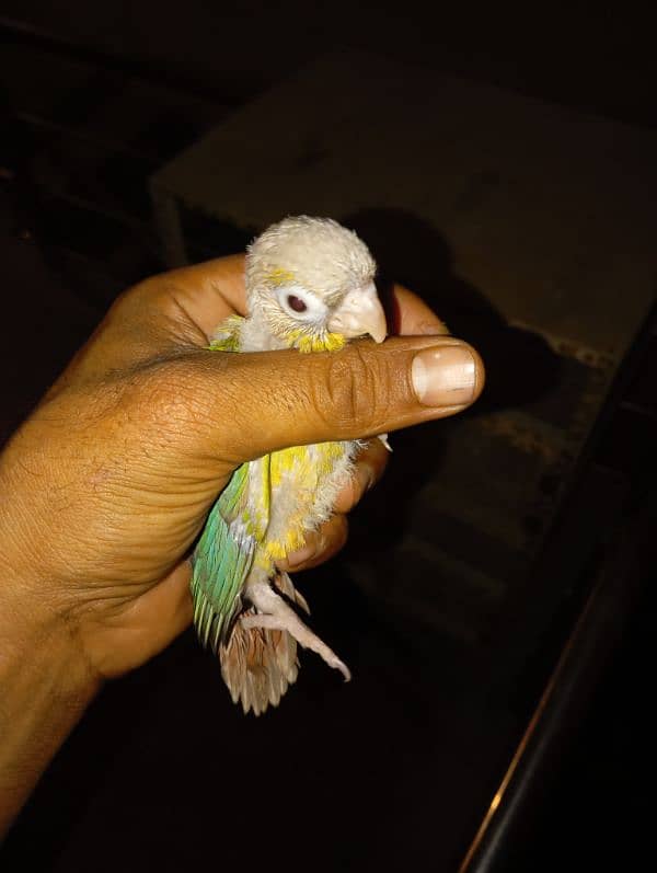 Pineapple Conure 1