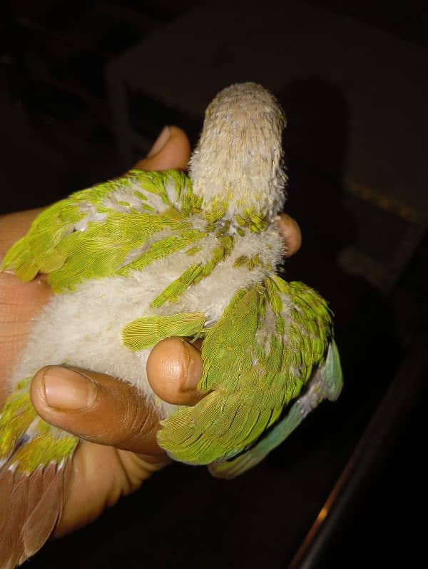 Pineapple Conure 4