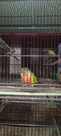 Yellow Sided Conure / Red Factor/ Breeder Pair