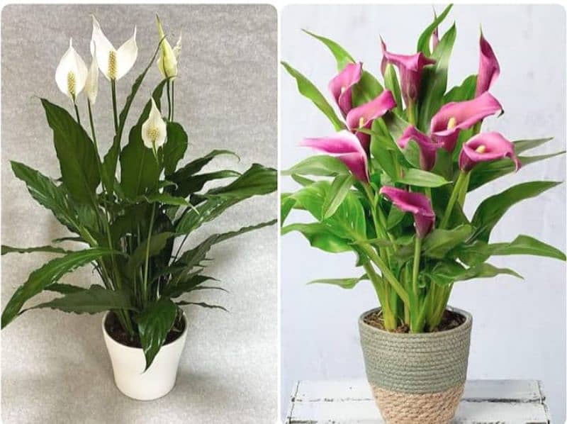 Best Indoor Plants in Pakistan – Buy Online with Delivery 5