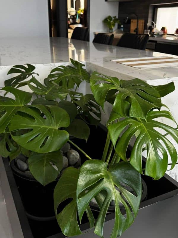 Best Indoor Plants in Pakistan – Buy Online with Delivery 18