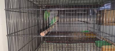 Blue Turquoise Conure / Breeder Pair / Conure