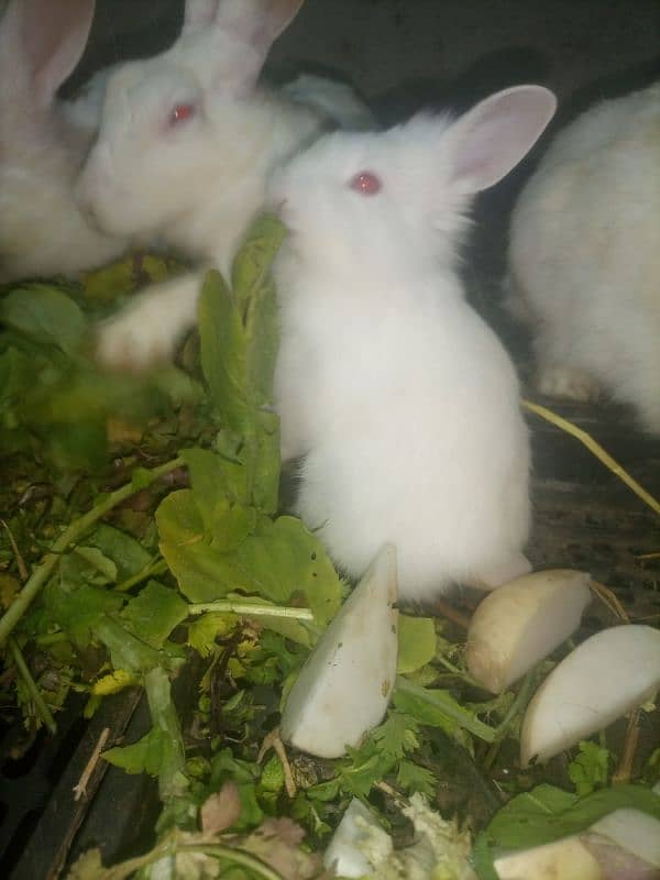 red eyes rabbits baby. 24 piece hai. one  piece 800 ka hai 2