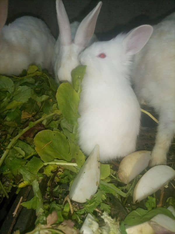 red eyes rabbits baby. 24 piece hai. one  piece 800 ka hai 4