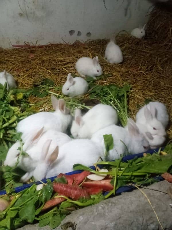 red eyes rabbits baby. 24 piece hai. one  piece 800 ka hai 6