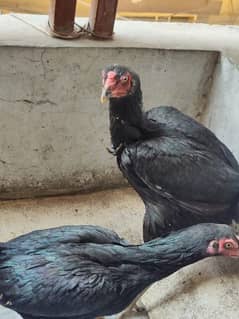 Strong Aseel hens pair