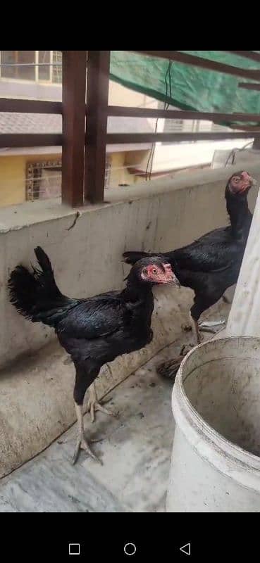 Strong Aseel hens pair 3