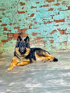 German shepherd female for (Urgent sale)