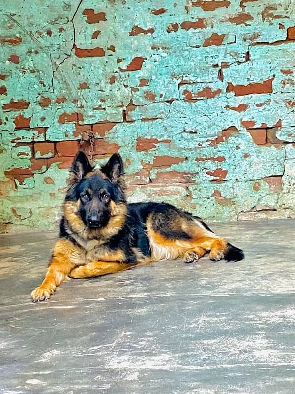 German shepherd female for (Urgent sale) 0