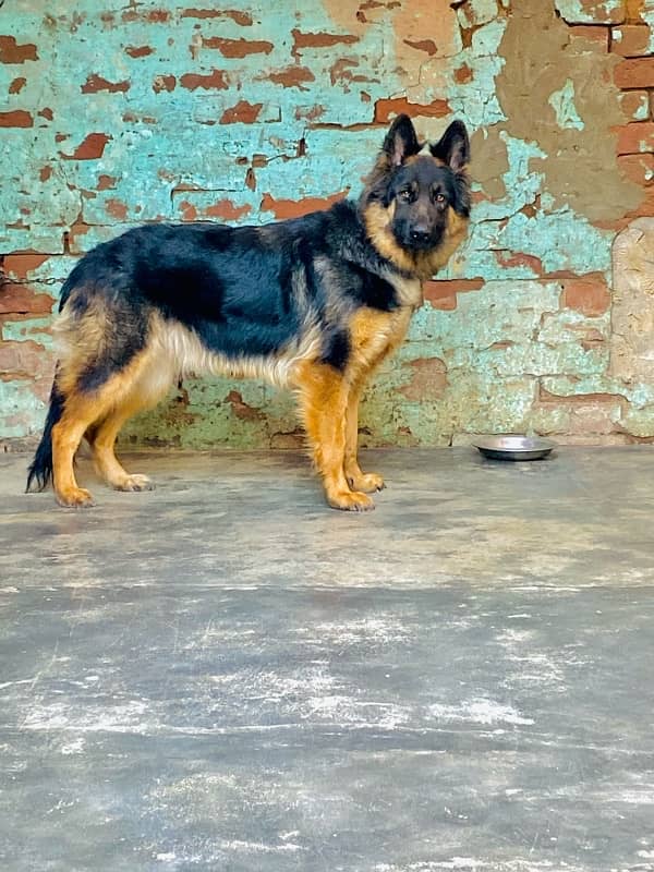 German shepherd female for (Urgent sale) 1