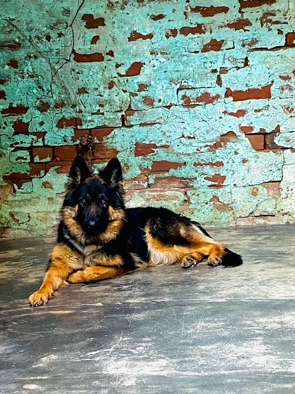 German shepherd female for (Urgent sale) 2