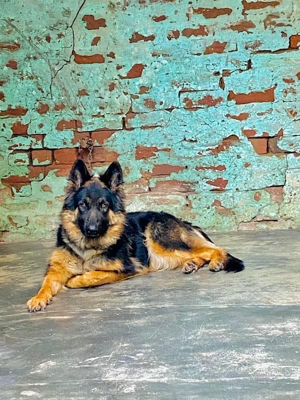 German shepherd female for (Urgent sale) 3