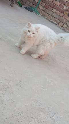 persian male with long coat