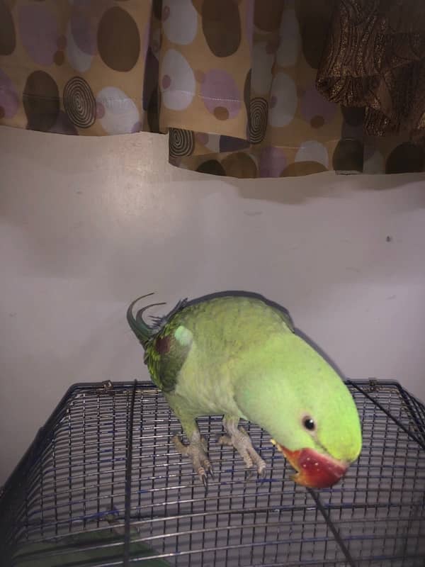 Talking, Tamed Parrot 2