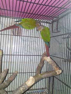 green cheek conure