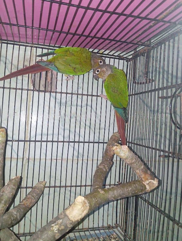 green cheek conure 0