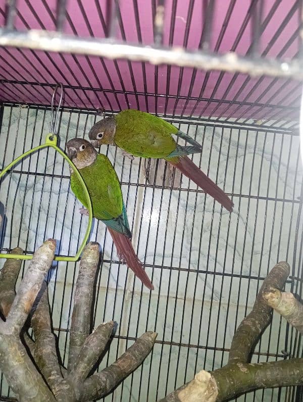 green cheek conure 1