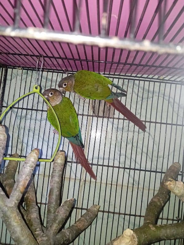 green cheek conure 2