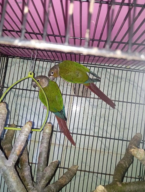 green cheek conure 3