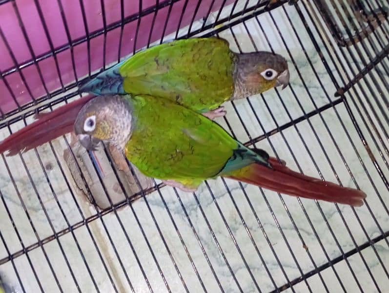 green cheek conure 4