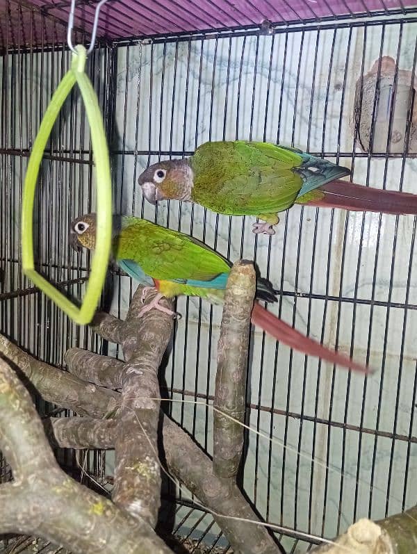 green cheek conure 6