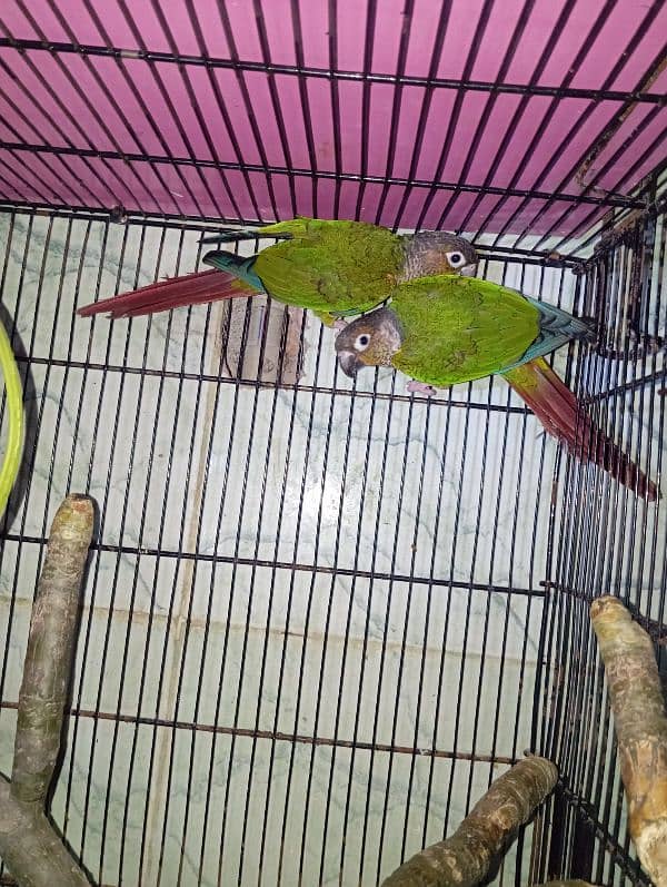 green cheek conure 7