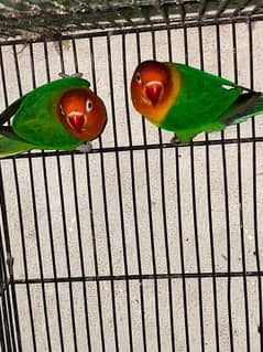 love bird and cocktail breadr pair and cage box for sale