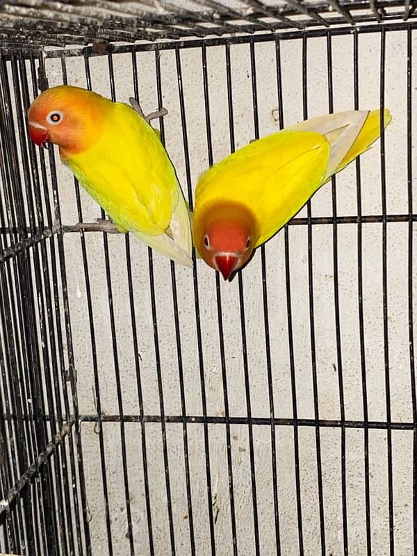 love bird and cocktail breadr pair and cage box for sale 1