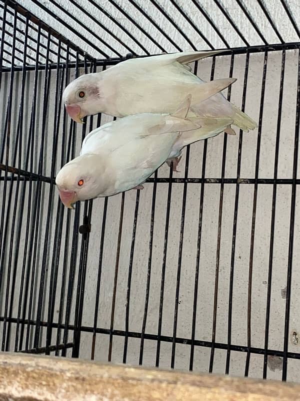 love bird and cocktail breadr pair and cage box for sale 3