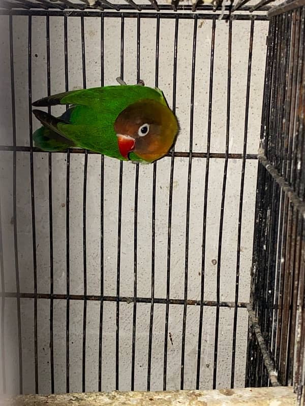 love bird and cocktail breadr pair and cage box for sale 4