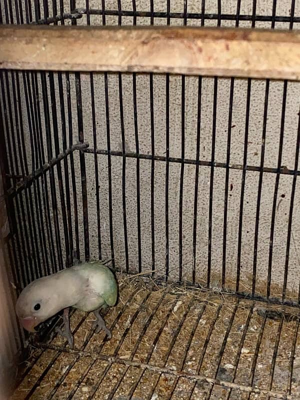 love bird and cocktail breadr pair and cage box for sale 5