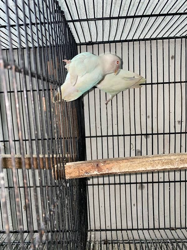 love bird and cocktail breadr pair and cage box for sale 6