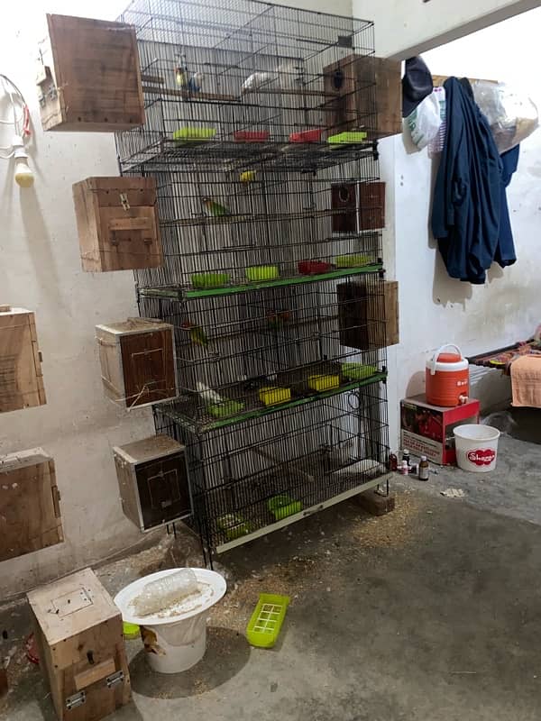 love bird and cocktail breadr pair and cage box for sale 10