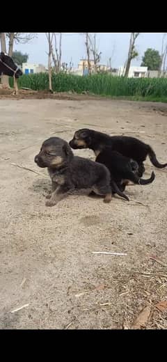 German Shephered Alsasion cross pups